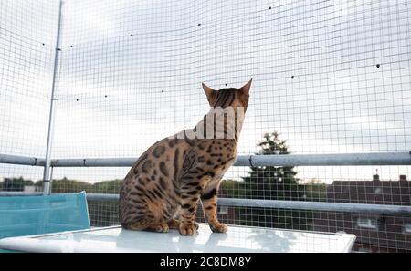 side view of a brown spotted tabby bengal cat sitting on table on balcony in front of safety net observing the neighborhood Stock Photo
