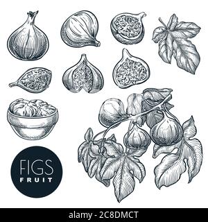 Ripe figs on branch and in dried figs in bowl, sketch vector illustration. Sweet fruits harvest, hand drawn garden agriculture and farm isolated desig Stock Vector
