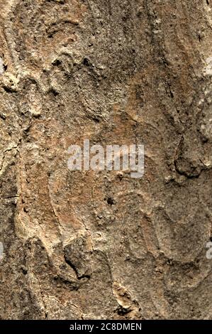 Abstract patterns on maple bark formed by light and shadow on whorled ridges Stock Photo