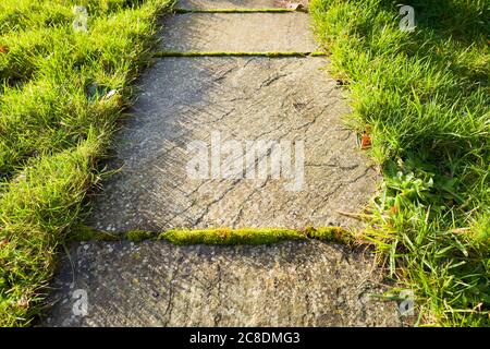 A paved gardem path shows how unwanted plants self-seed and grow in joins between slabs causing a potential hazard in wet weather Stock Photo