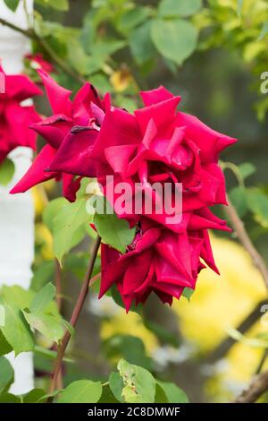 Climbing Rosa Dublin Bay flowering in an English garden in summer Stock Photo