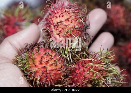 Rambutan exotic fruits in palm of hand