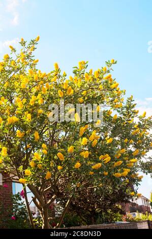 Cytisus ballandieri Argyrocytisus battandieri Pineapple Broom a vigorous upright deciduous shrub that is summer flowering with yellow flowers Stock Photo