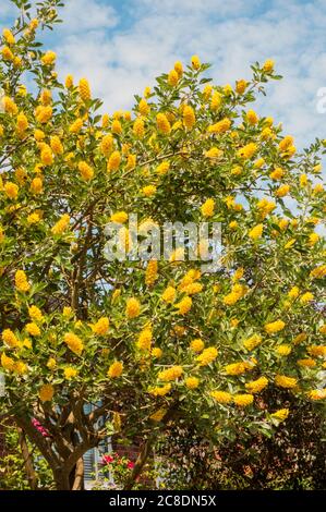 Cytisus ballandieri Argyrocytisus battandieri Pineapple Broom a vigorous upright deciduous shrub that is summer flowering with yellow flowers Stock Photo