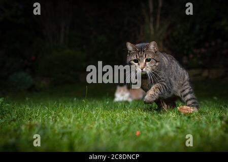 playful tabby domestic shorthair cat hunting red laser dot in the back yard at night Stock Photo