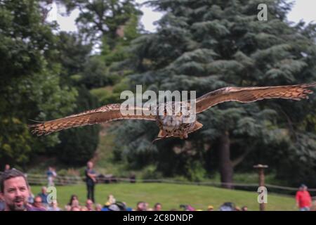 Warwick Castle, Warwickshire, UK. 23rd July, 2020. The bird of pray show at Warwick castle today saw the lost Steller's Sea Eagle, Nikita back at the show reunited with her fellow birds of pray, performing to the delight of visitors at the castle .Paul Quezada-Neiman/Alamy Live News Credit: Paul Quezada-Neiman/Alamy Live News Stock Photo