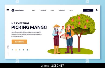 Seasonal harvesting and Asia agriculture farming concept. Happy young asian man and woman picking ripe mango into basket in fruit garden. Vector flat Stock Vector