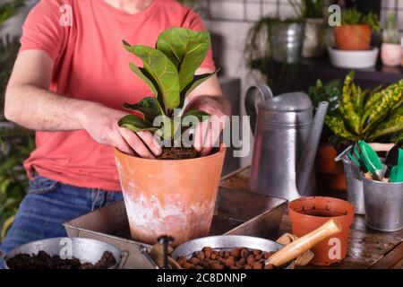 Man planting fiddle-leaf fig in pot at home Stock Photo