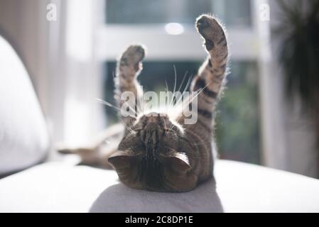 playful tabby domestic shorthair cat lying on it's back on a gray couch Stock Photo