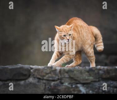 tabby red ginger cat with humpback on stone wall hissing at dog walking by Stock Photo