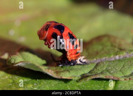 Asian ladybeetle (Harmonia axyridis) hatching on leaf Stock Photo
