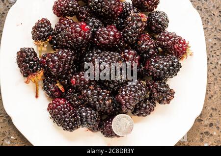 A plate of freshly picked blackberries - Rubus fruticosa Adrienne - ready for culinary use in an English kitchen. Note the five pence coin to give an indication of size Stock Photo