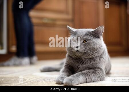 British Shorthair cat lying on floor at home with woman in background Stock Photo