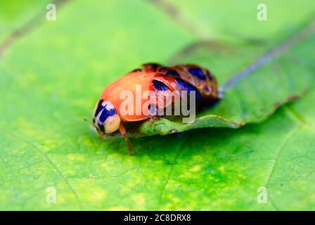 Asian ladybeetle (Harmonia axyridis) hatching on leaf