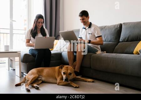 Smiling couple using laptops near dog in living room at home Stock Photo