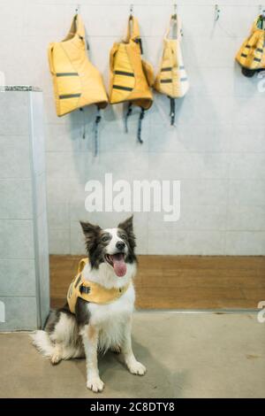 border collie jacket