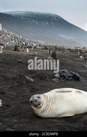 UK, South Georgia and South Sandwich Islands, Portrait of southern elephant seal (Mirounga leonina) relaxing on sand in front of chinstrap penguin (Pygoscelis antarcticus) colony Stock Photo