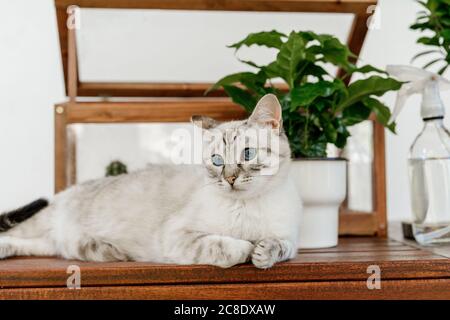 Cat with blue eyes lying on table Stock Photo
