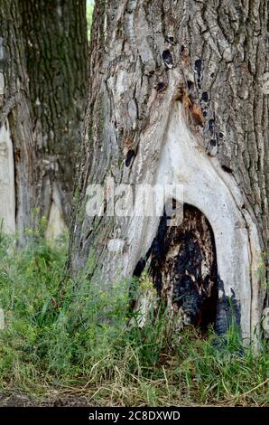 Burnt recess in the crack of the bark of the hollowed out trunk of the poplar tree from the ground. Stock Photo