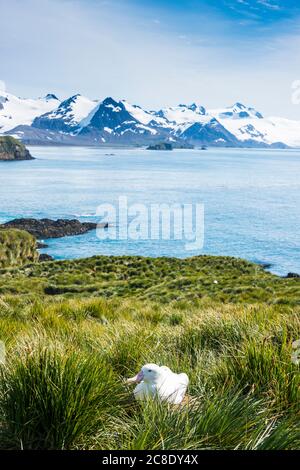 UK, South Georgia and South Sandwich Islands, Wandering albatross (Diomedea exulans) sitting on grassy shore of Prion Island Stock Photo