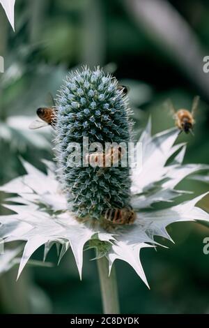 Bees flying around Miss Willmotts ghost (Eryngium giganteum) plant Stock Photo