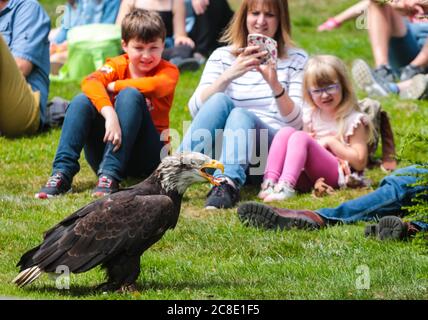 Warwick Castle, Warwickshire, UK. 23rd July, 2020. The bird of pray show at Warwick castle today saw the lost Steller's Sea Eagle, Nikita back at the show reunited with her fellow birds of pray, performing to the delight of visitors at the castle .Paul Quezada-Neiman/Alamy Live News Credit: Paul Quezada-Neiman/Alamy Live News Stock Photo