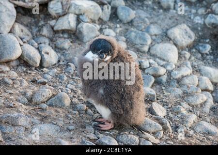 Portrait of young Adelie penguin (Pygoscelis adeliae) standing on rocks Stock Photo