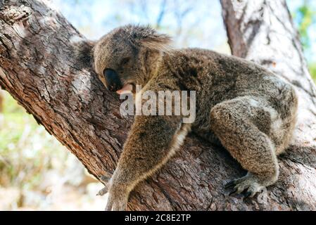 Close-up of koala sleeping on tree trunk at Magnetic island, Queensland, Australia Stock Photo