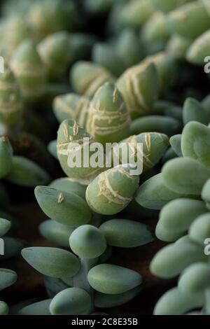 Sedum morganianum , succulent usually grown as houseplant in UK