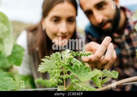 Couple examining grape plants at vineyard Stock Photo