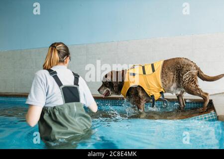 Female physiotherapist assisting Labrador Retriever in swimming pool Stock Photo
