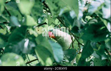 Portrait of rose-ringed parakeet (Psittacula krameri) perching on tree branch Stock Photo