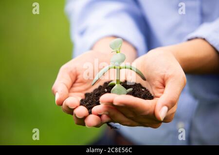 Close-up of female professional holding sapling Stock Photo