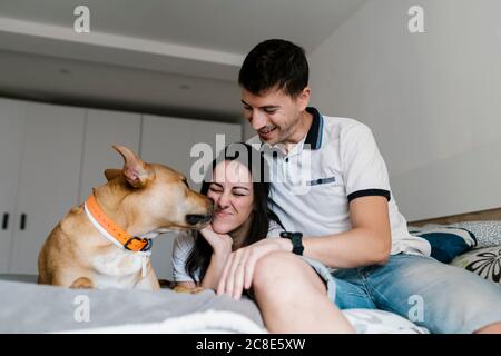 Dog kissing woman by man on bed at home Stock Photo