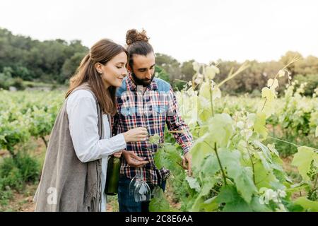 Couple examining grape plants at vineyard against clear sky Stock Photo