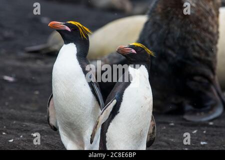 UK, South Georgia and South Sandwich Islands, Portrait of two Southern rockhopper penguins (Eudyptes Chrysocome) Stock Photo