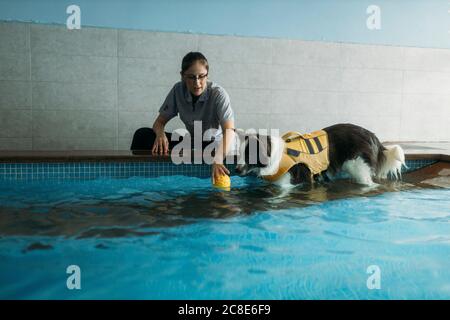 Female physiotherapist assisting Border Collie in swimming pool Stock Photo