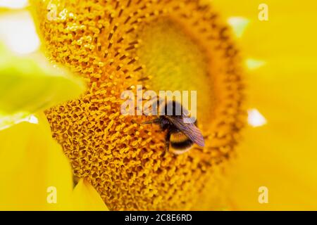 Close up of white tailed bumblebee, bombus terrestris, on a sunflower, helianthus Stock Photo