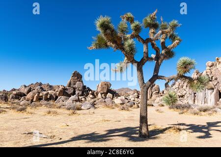 USA, California, Joshua tree (Yucca Brevifolia) in Joshua Tree National Park Stock Photo