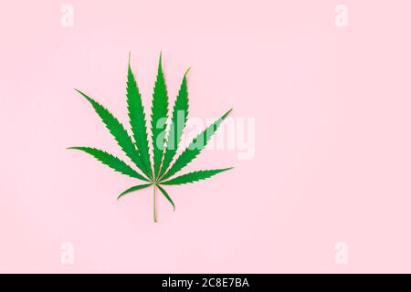 Hemp or cannabis leaf isolated on light pink background. Stock Photo