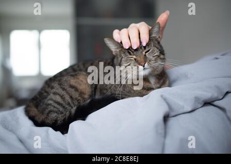 tabby domestic shorthair cat lying on owner in bed getting stroked by human hand Stock Photo