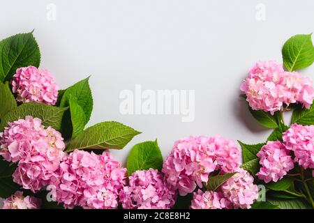border of fresh pink hydrangea flower on grey. Flowers delivery. Floral background. Banner. Copy space. Top view. Stock Photo
