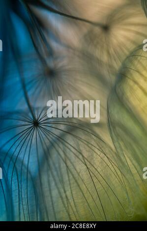 Seed heads of meadow goats-beard flowers (Tragopogon pratensis) Stock Photo