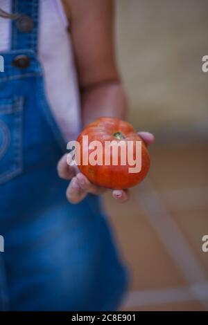 Girl with harvested red tomato in hand Stock Photo