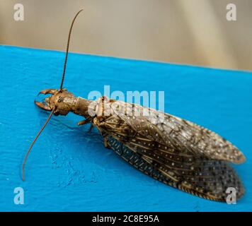 Dobson Fly,  Corydalus cornutus, Sitting on a Blue Metal Railing During the Summer in Lexington, Virginia Stock Photo