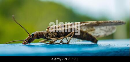 Dobson Fly,  Corydalus cornutus, Sitting on a Blue Metal Railing During the Summer in Lexington, Virginia Stock Photo