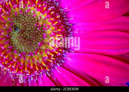 Head of pink blooming gerbera daisy Stock Photo