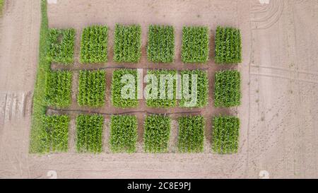 Aerial view of the corn field. Corns are standing in a square shape and ...
