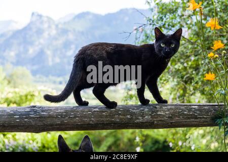 Portrait of black cat balancing on wooden railing Stock Photo