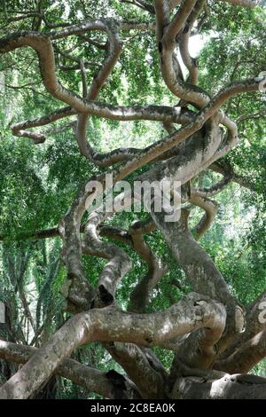 Sri Lanka, Central Province, Kandy, Intertwined weeping figs (Ficus benjamina) in Royal Botanical Gardens Stock Photo